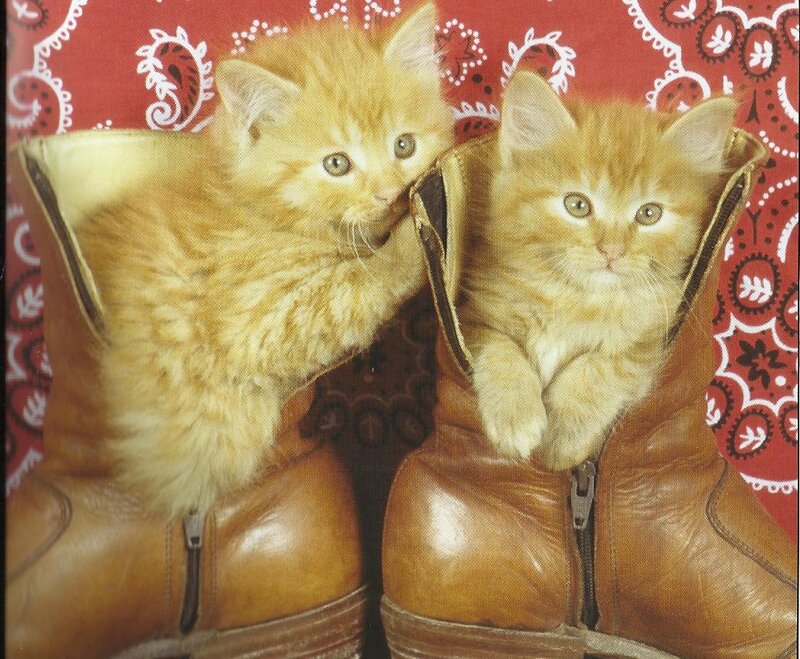 Two Orange Kittens — Playful, Photograph, Boots