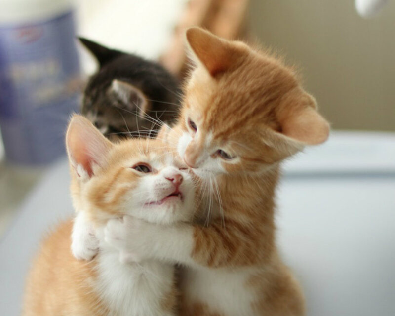 Two Orange Kittens — Playful, Photograph, Kitten