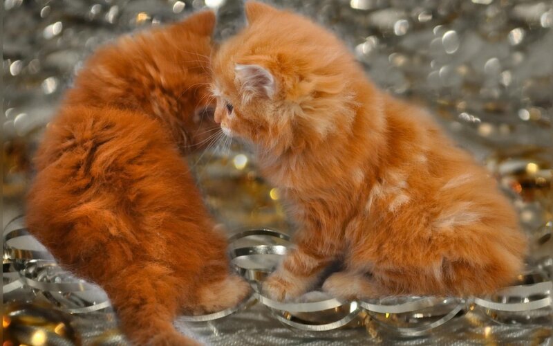 Two Orange Kittens — Playful, Photograph, Silver Ribbons
