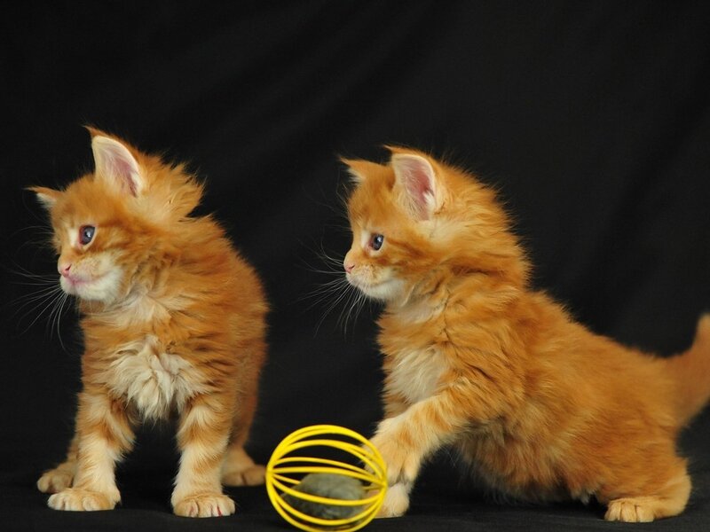 Two Orange Kittens — Playful, Photograph