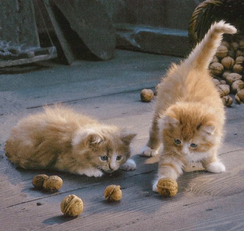 Two Orange Kittens — Playful, Photograph, Walnuts