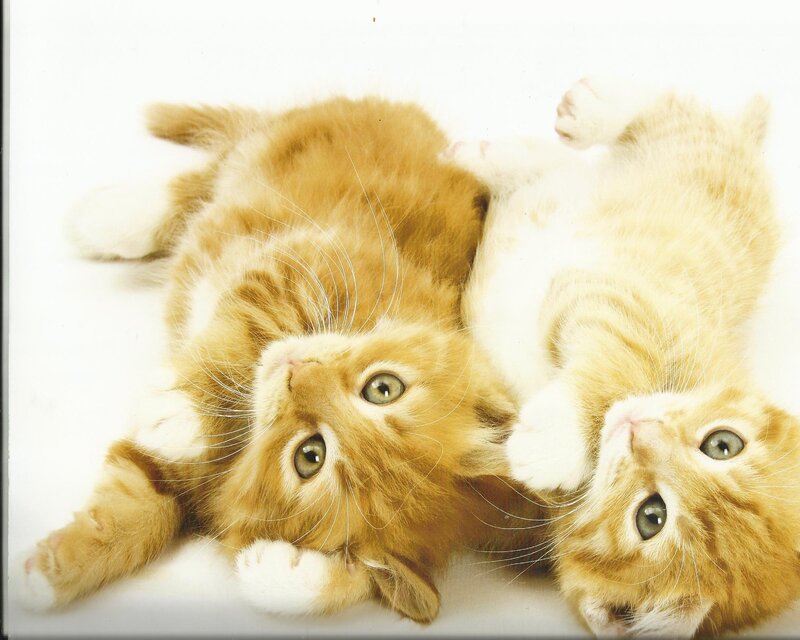 Two Orange Kittens — Playful, Photograph, White Background