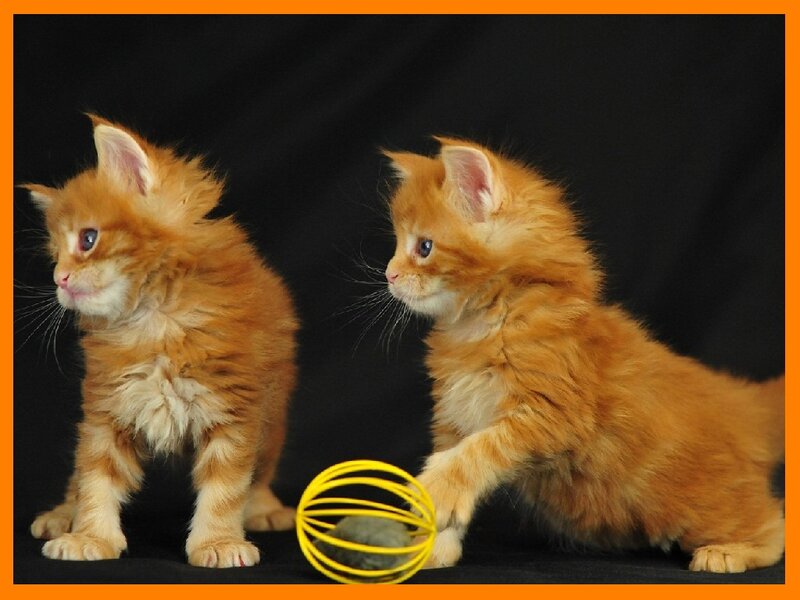 Two Orange Kittens — Playful, Photograph, Yellow Ball