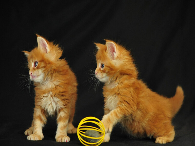 Two Orange Kittens — Playful, Photograph, Yellow Toy