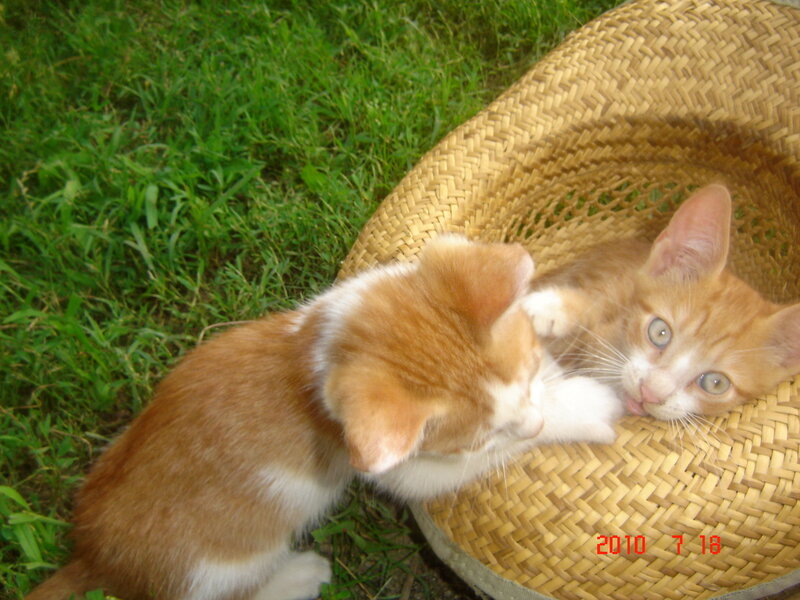 Two Orange Kittens — Playful