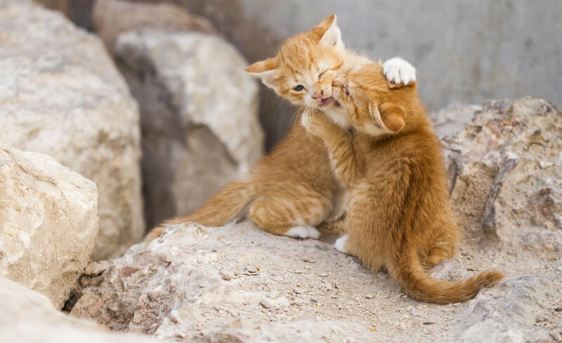 Two Orange Kittens Playing — Playful, Afternoon, Photograph