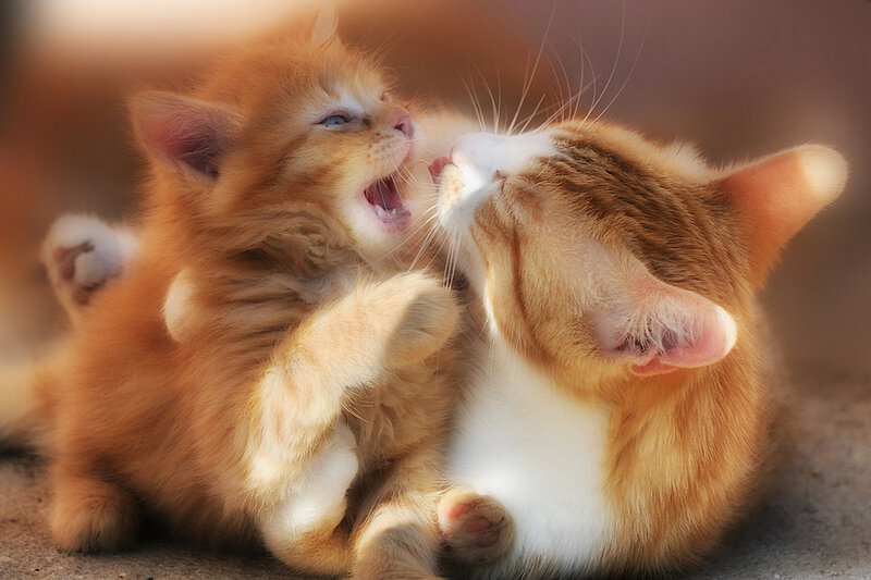Two Orange Kittens Playing — Playful, Afternoon