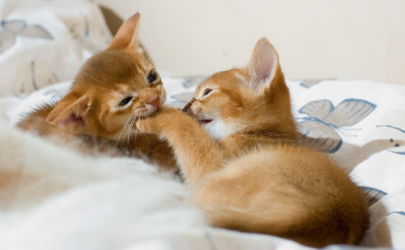 Two Orange Kittens Playing — Playful, Photograph