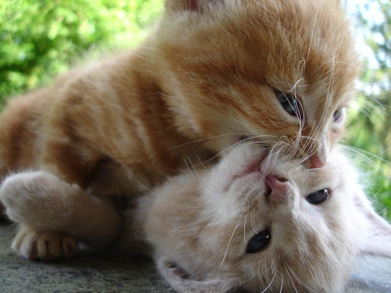 Two Orange Kittens Playing — Playful
