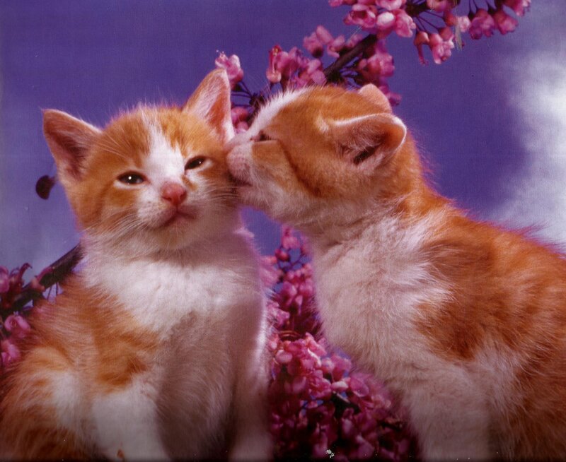Two Orange Kittens — Purple