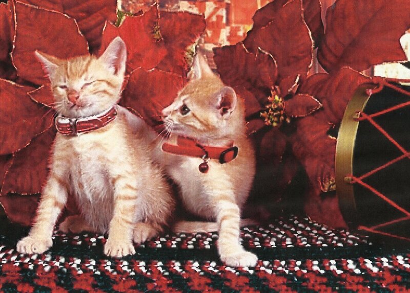 Two Orange Kittens — Red