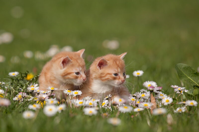 Two Orange Kittens — Serene