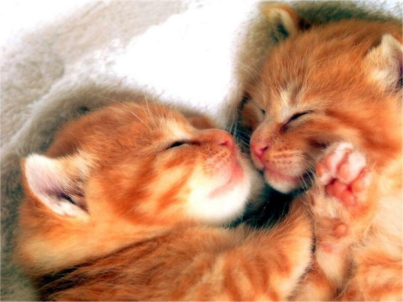Two Orange Kittens Sleeping — Peaceful, Photograph, Blanket