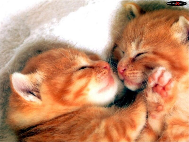 Two Orange Kittens Sleeping — Peaceful, Photograph, Blanket, White