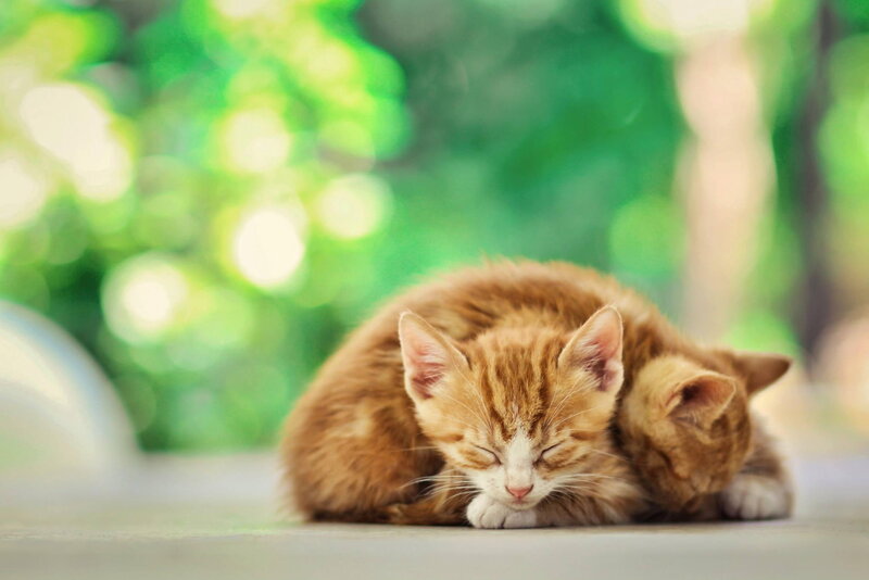 Two Orange Kittens Sleeping — Peaceful