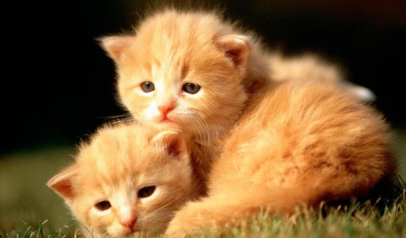 Two Orange Kittens