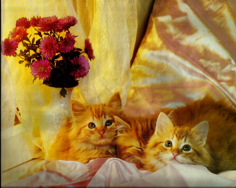 Two Orange Kittens — Yellow, Calm