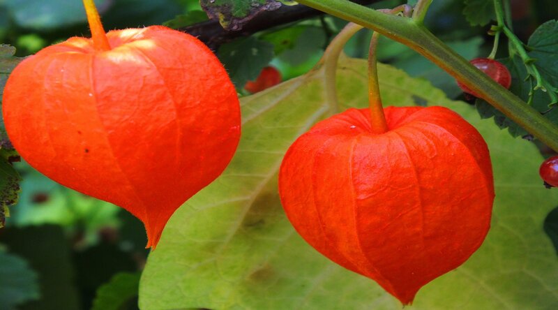 Two Orange Lantern Fruits