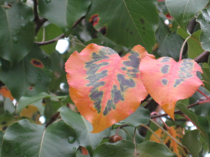 Two Orange Leaves