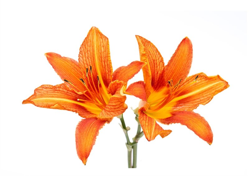 Two Orange Lilies — Calm