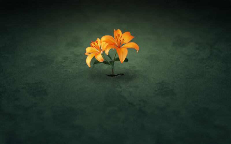 Two Orange Lilies — Dramatic
