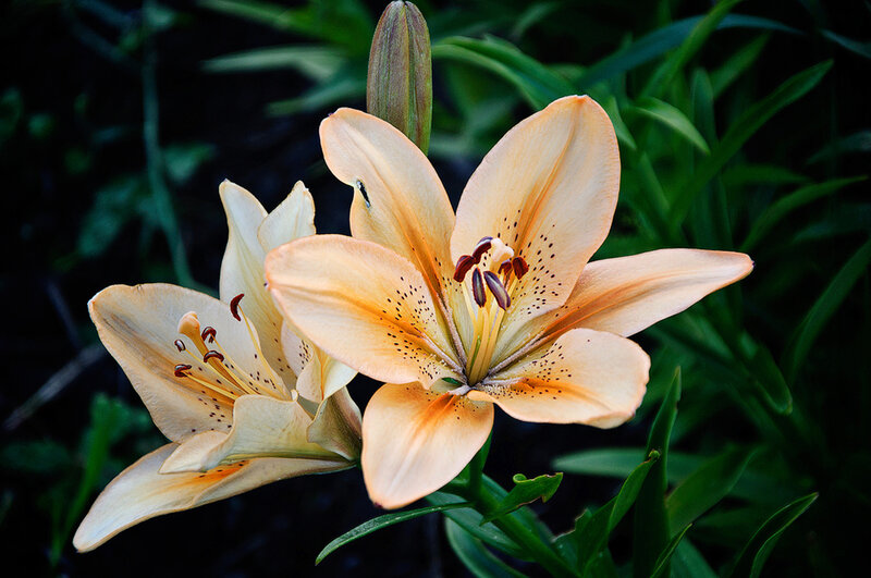 Two Orange Lilies — Serene