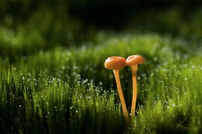 Two Orange Mushrooms — Green