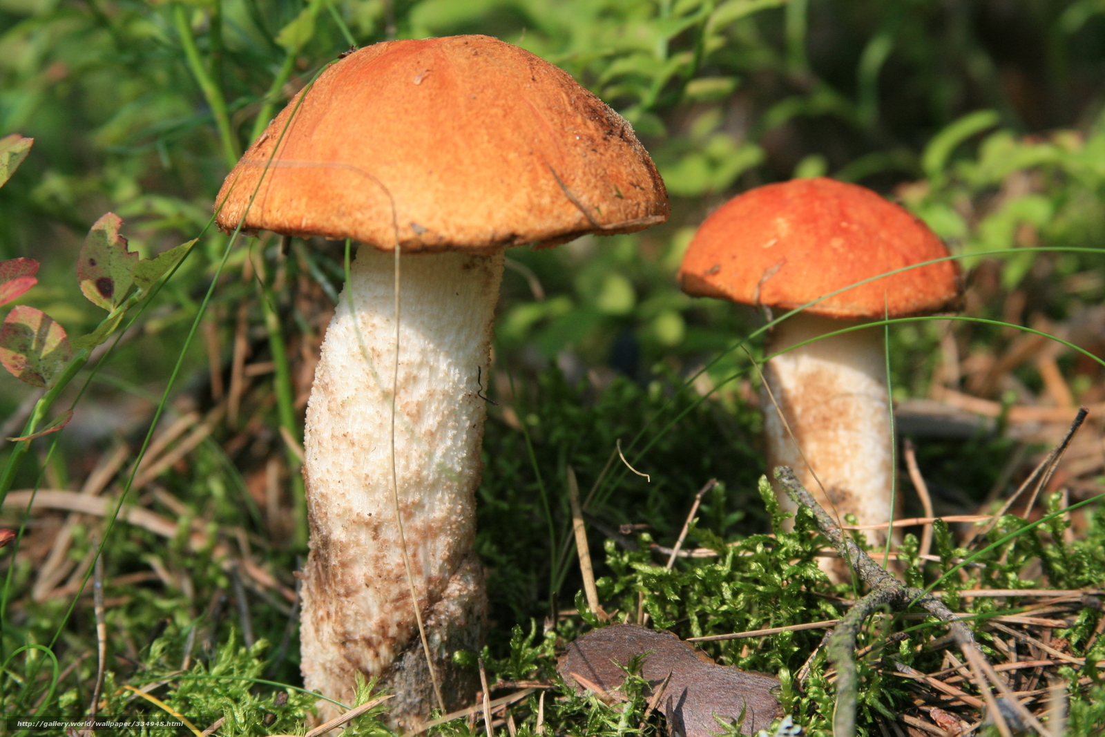 Two orange mushrooms in forest