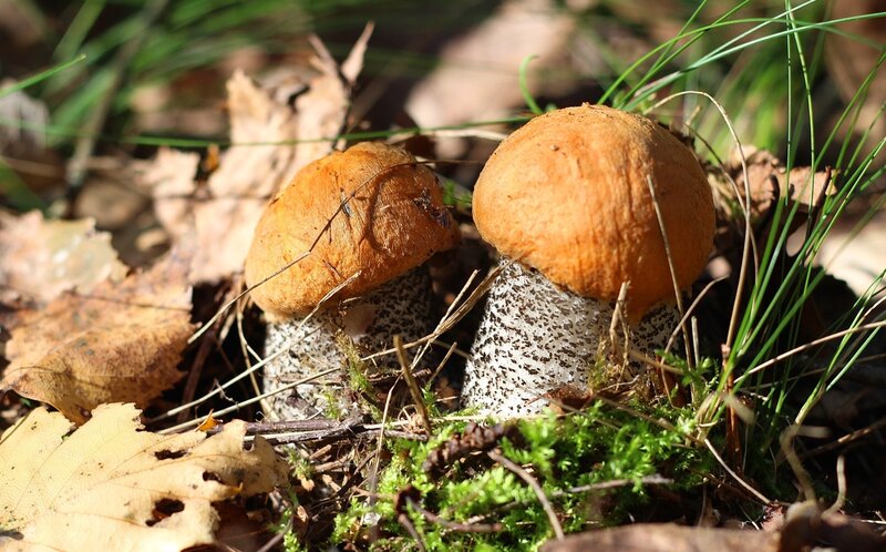 Two Orange Mushrooms — Natural