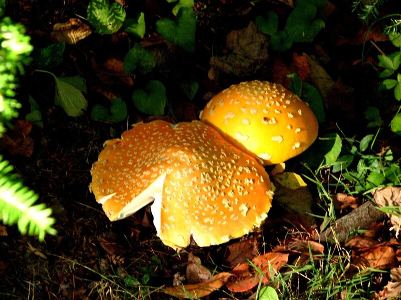 Two Orange Mushrooms
