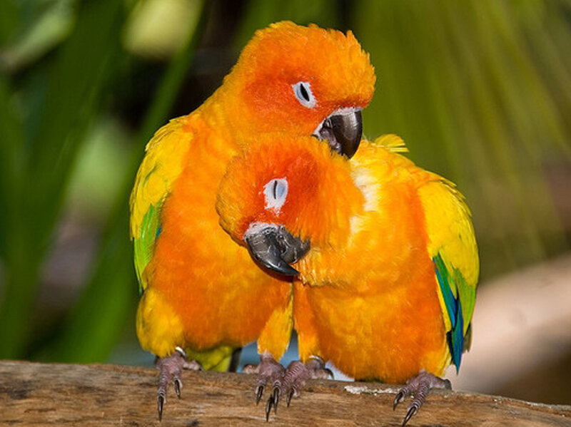 Two Orange Parrots