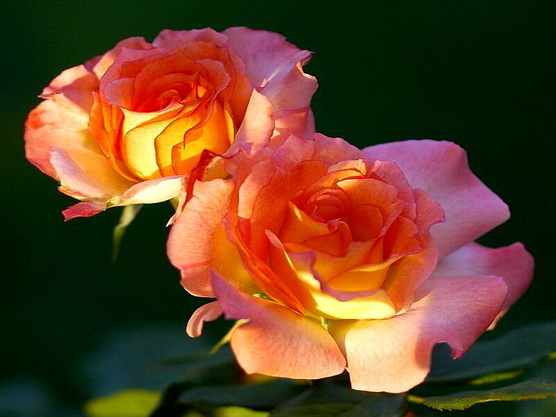 Two Orange-pink Roses