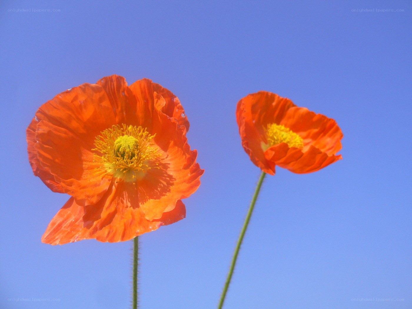 Two orange poppies against blue sky
