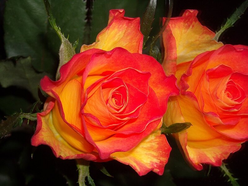 Two Orange-red Roses