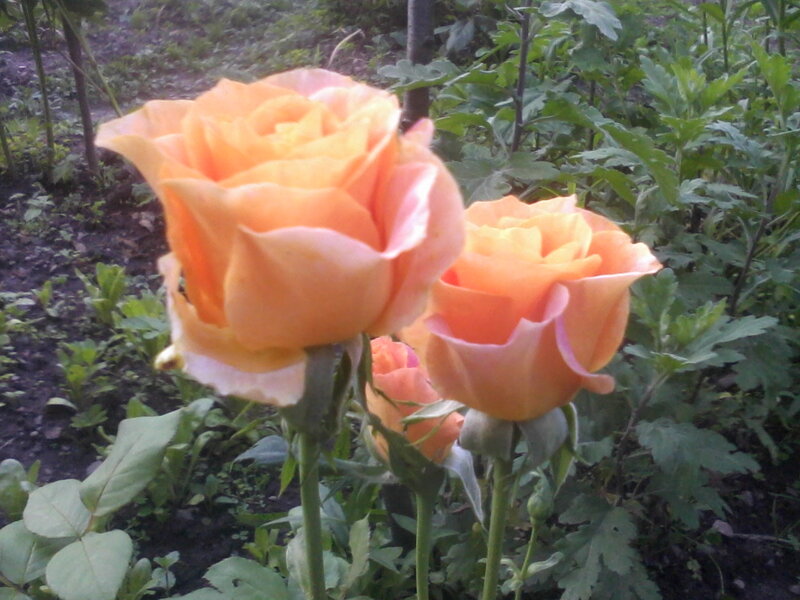 Two Orange Roses — Calm, Afternoon, Photograph, Green Leaves