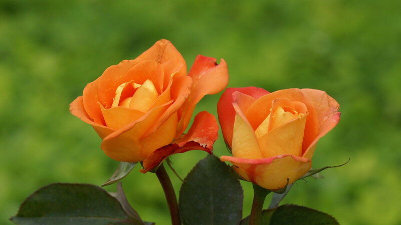 Two Orange Roses — Calm, Afternoon, Photograph