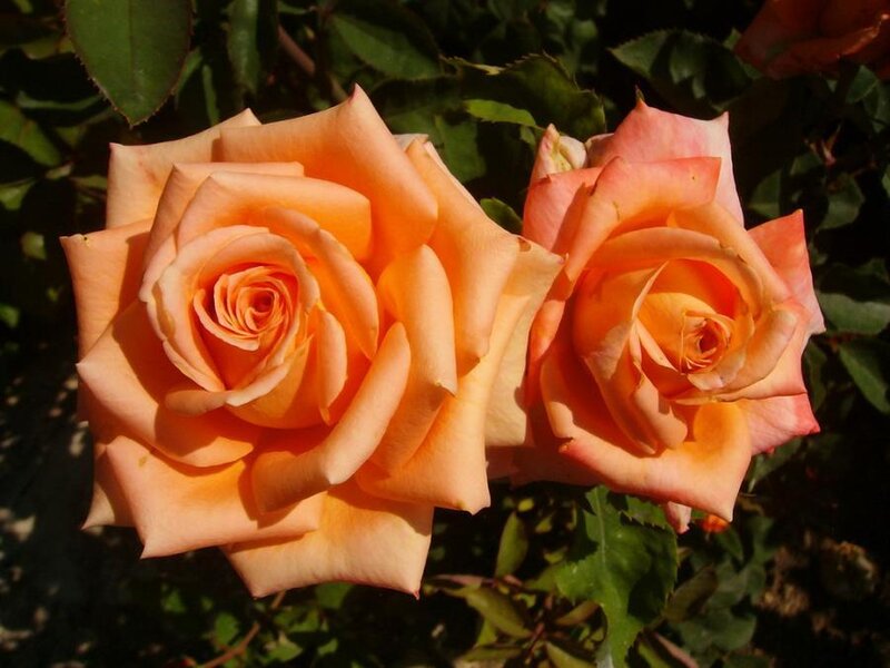 Two Orange Roses — Calm, Afternoon