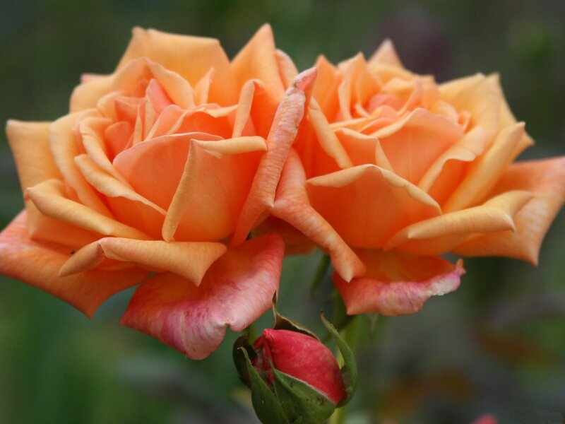 Two Orange Roses — Calm, Photograph, Bud, Green Leaves