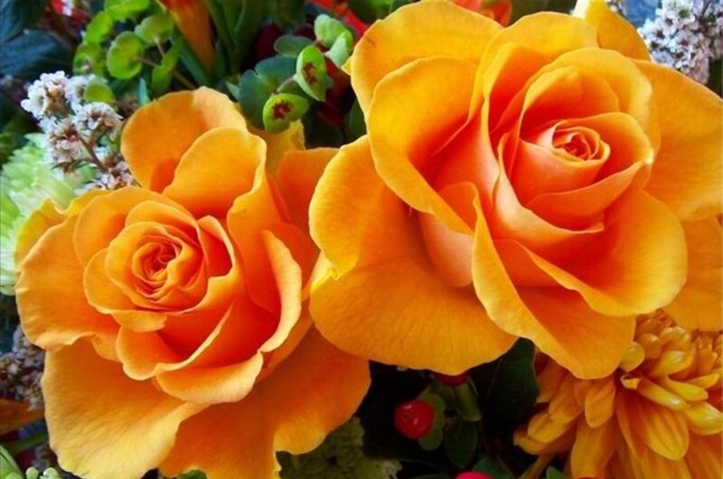 Two Orange Roses — Calm, Photograph, Green Leaves