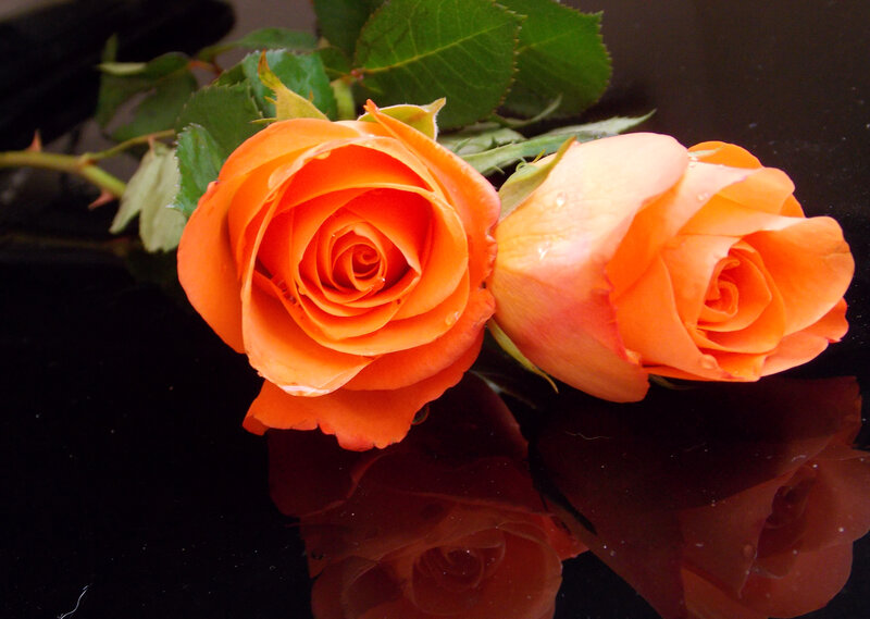 Two Orange Roses — Calm, Photograph, Leaves, Stem