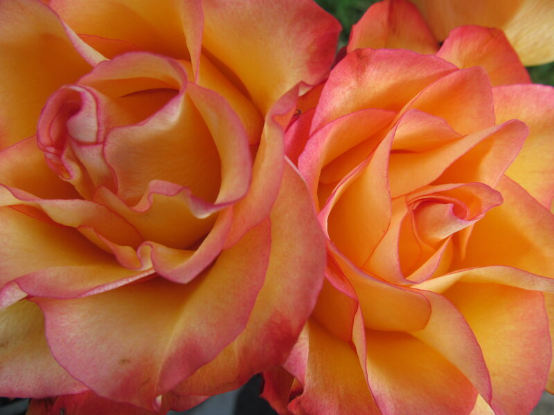Two Orange Roses — Calm, Photograph, Petals, Flower