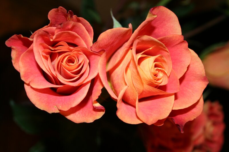 Two Orange Roses — Calm, Photograph, Petals, Leaves