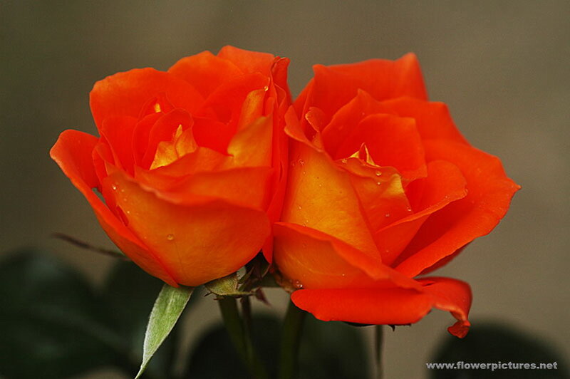 Two Orange Roses — Calm, Photograph, Petals, Stem
