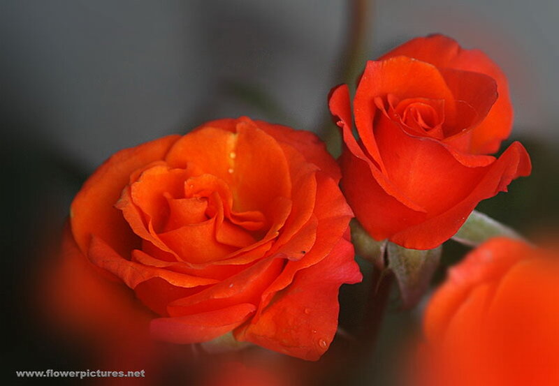 Two Orange Roses — Calm, Photograph, Petals