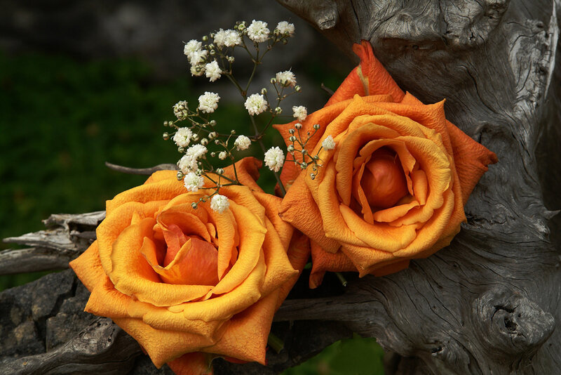 Two Orange Roses — Calm, Photograph