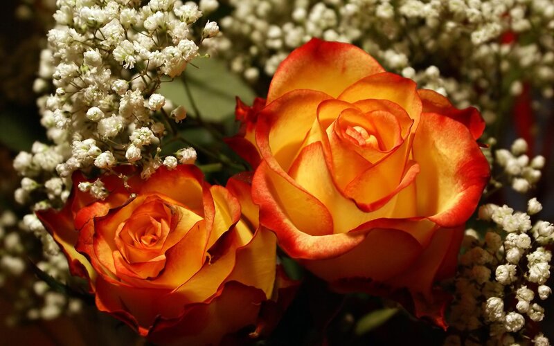 Two Orange Roses — Calm, Photograph, White Baby's Breath