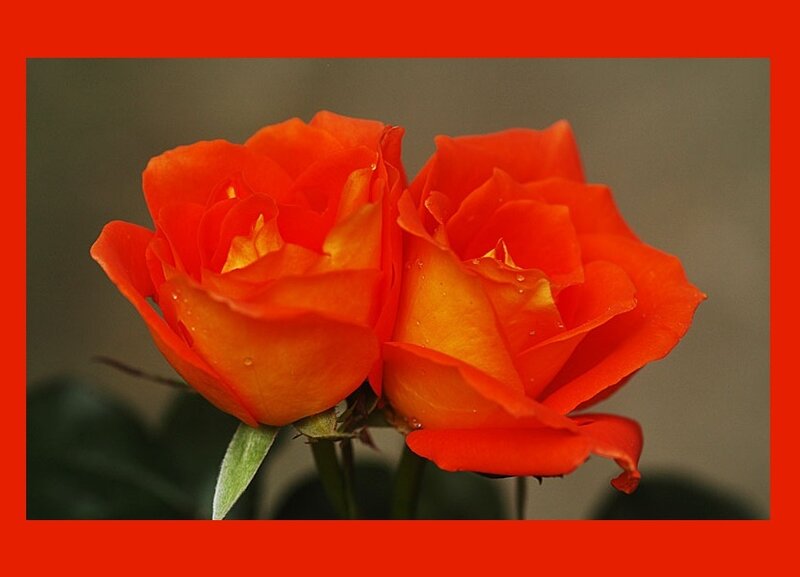 Two Orange Roses — Calm