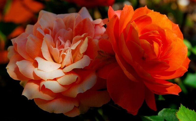 Two Orange Roses — Dramatic, Afternoon