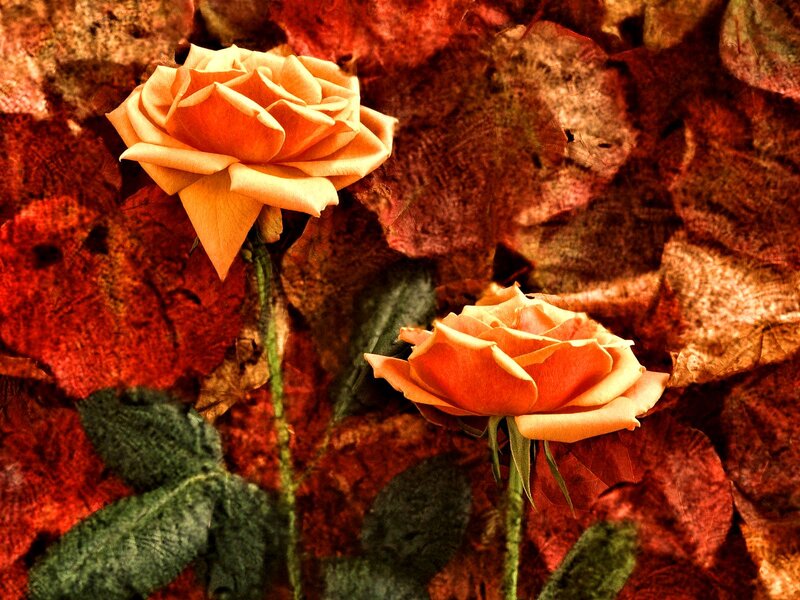 Two Orange Roses — Dramatic, Autumn