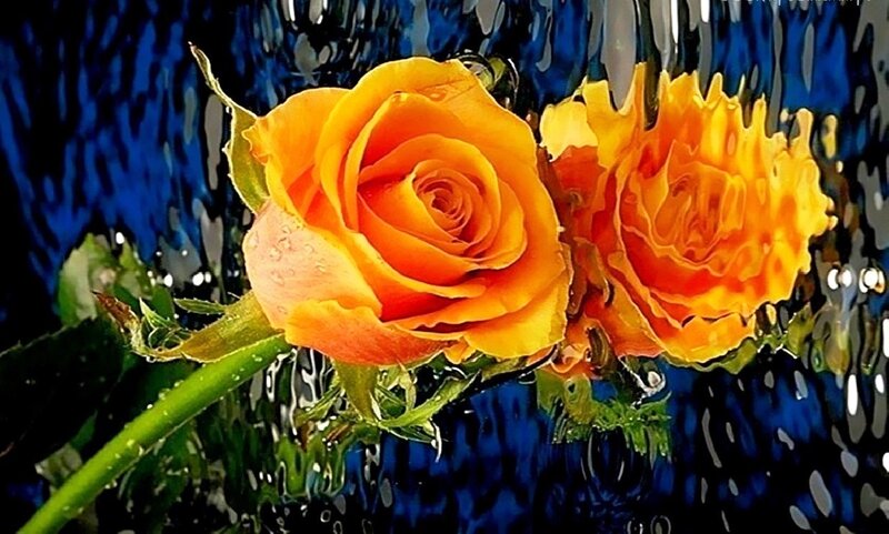 Two Orange Roses — Dramatic, Digital Art